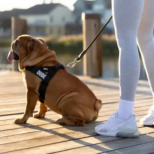 No-Pull Dog Harness – Easy Fit, Safe & Comfortable for All Dogs